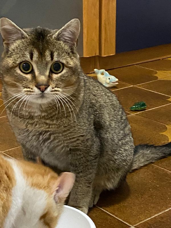 Bibó cerca adozione del cuore  Foto 6